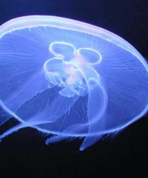 Medusas