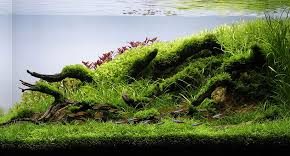 AQUASCAPING