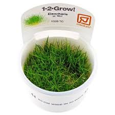 Plantas in vitro