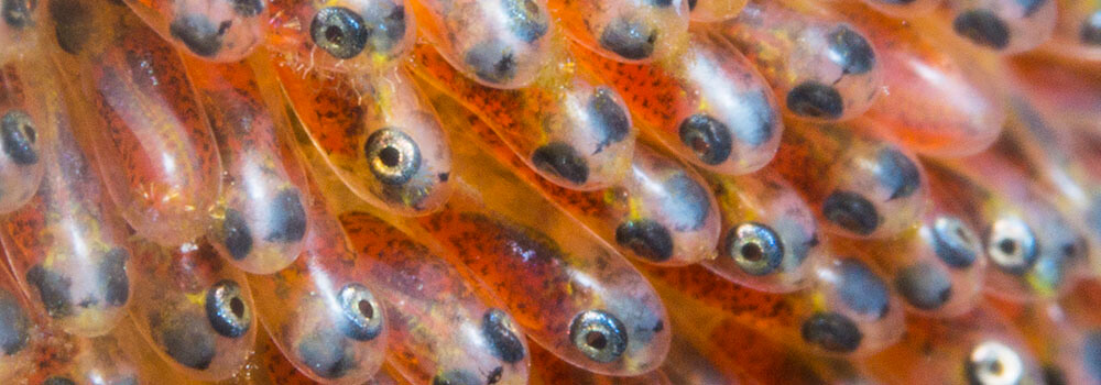 Puesta de peces payaso