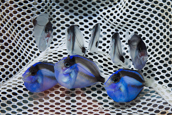 Jovenes Paracanthus hepatus criados en cautividad